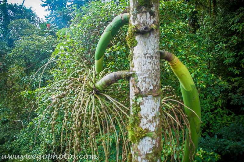 Costa Rica