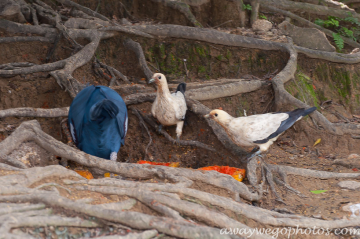 Malaysia birds park