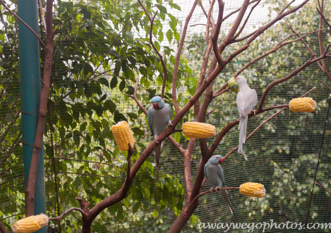 Malaysia birds park