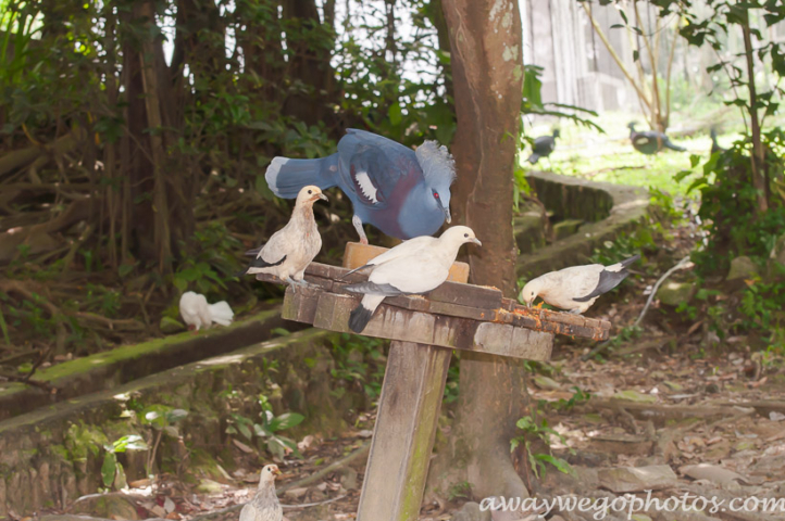 Malaysia birds park