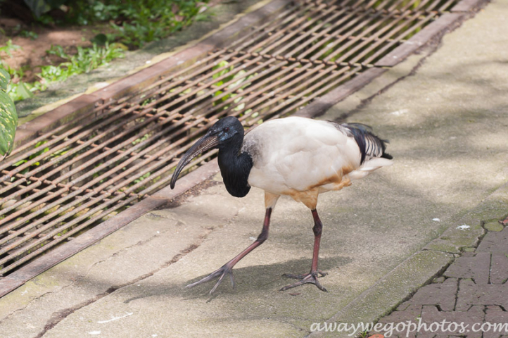 Malaysia birds park