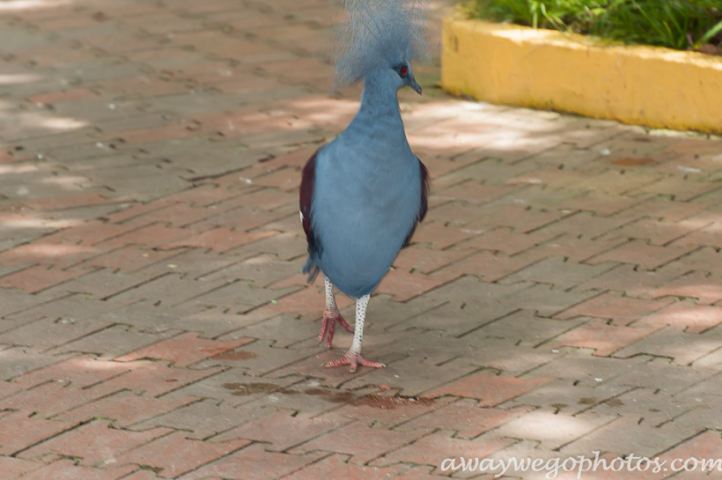 Malaysia birds park