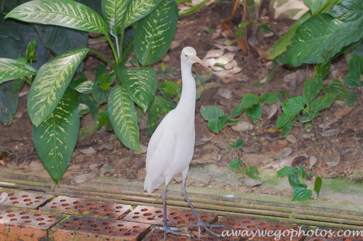 Malaysia birds park