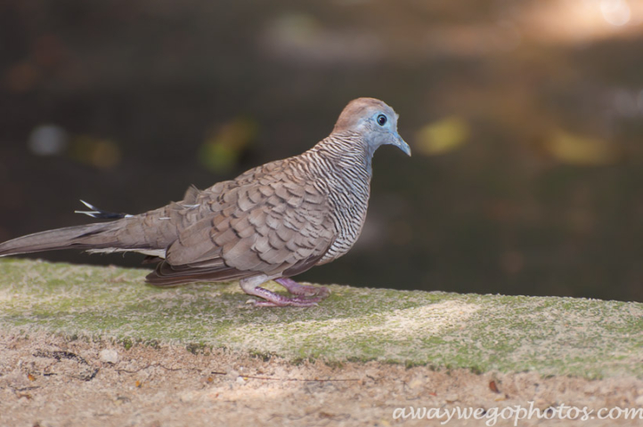 Malaysia birds park