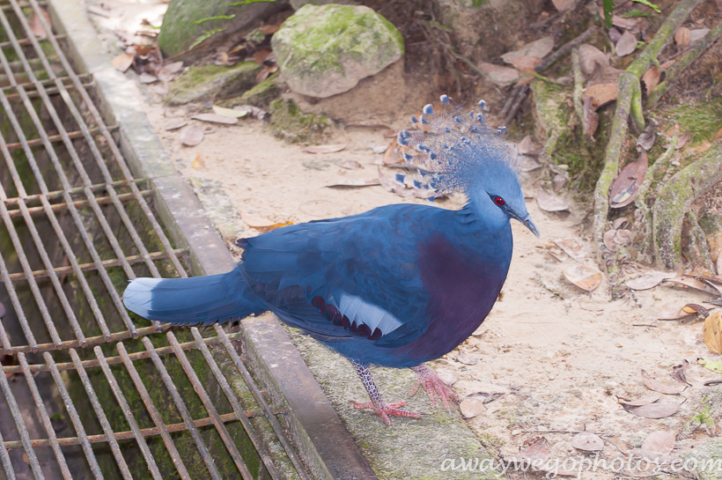 Malaysia birds park