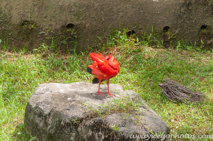 Malaysia birds park