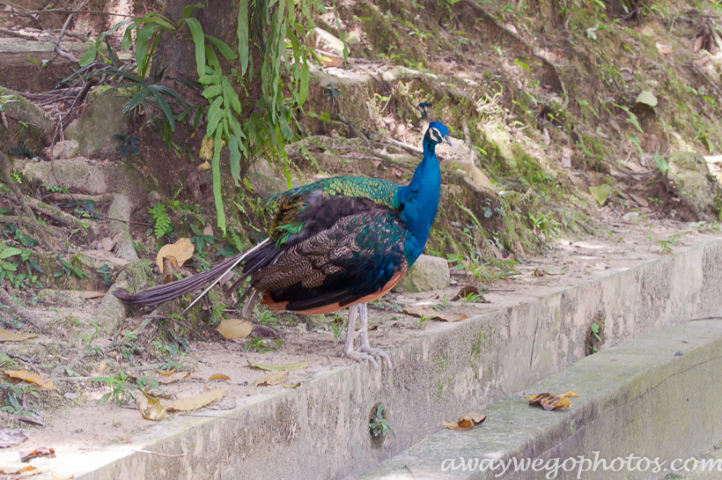 Malaysia birds park