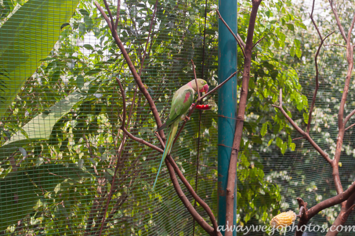 Malaysia birds park