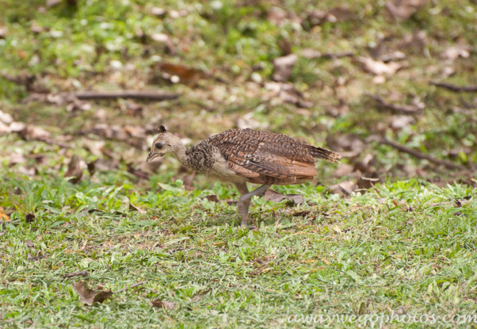 Malaysia birds park