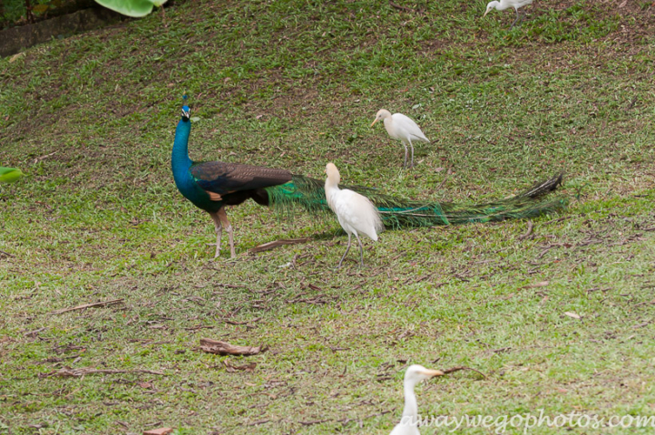 Malaysia birds park