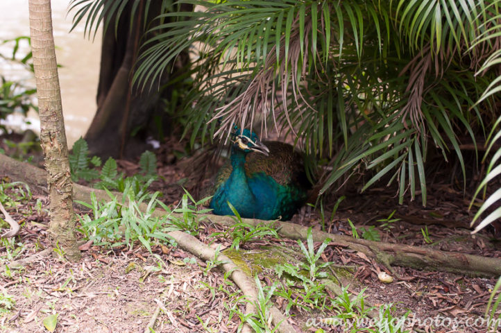 Malaysia birds park