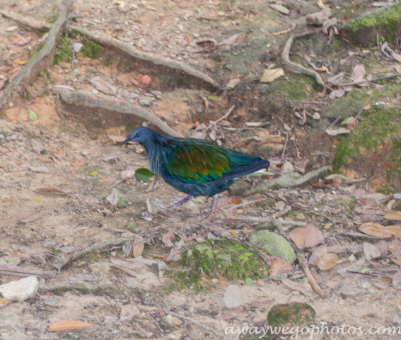 Malaysia birds park