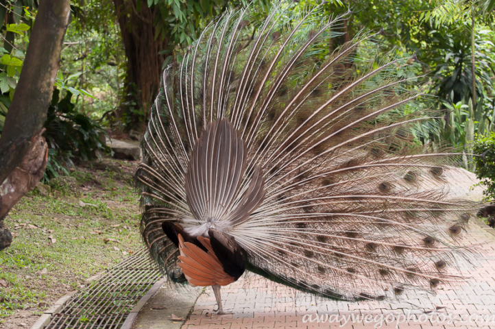 Malaysia birds park