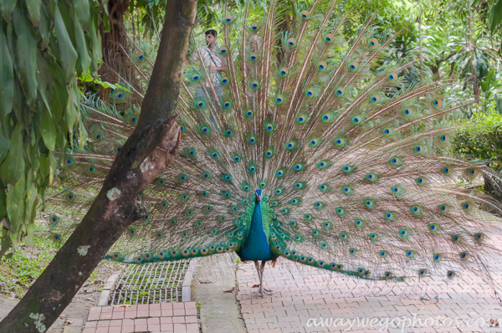 Malaysia birds park