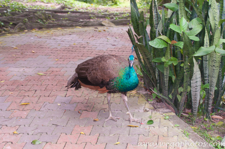 Malaysia birds park