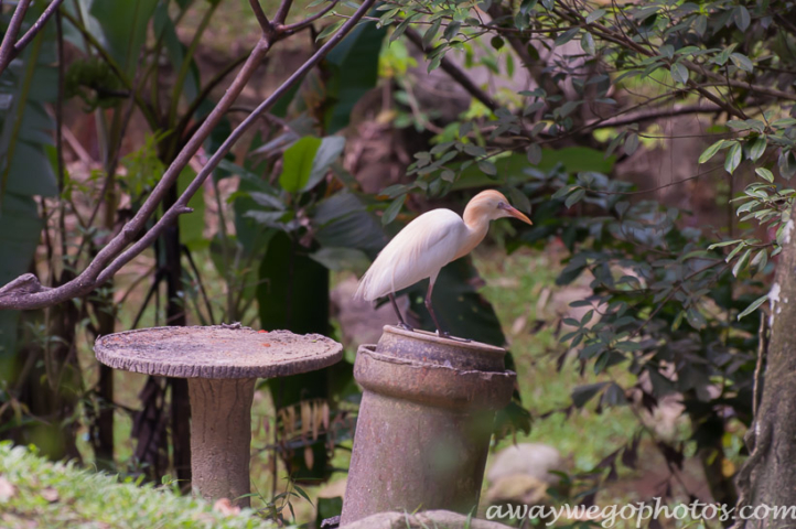 Malaysia birds park