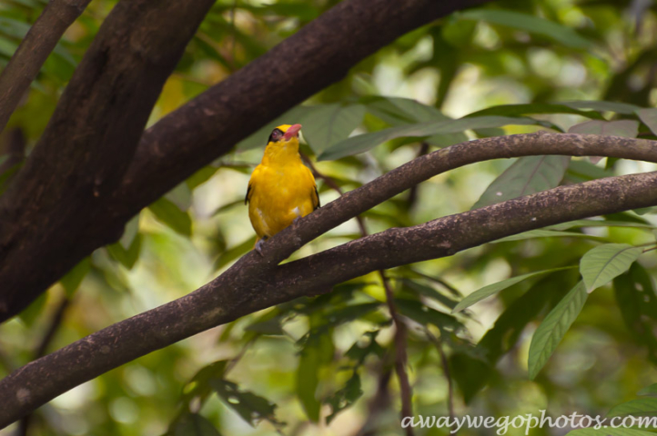 Malaysia birds park