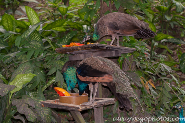 Malaysia birds park