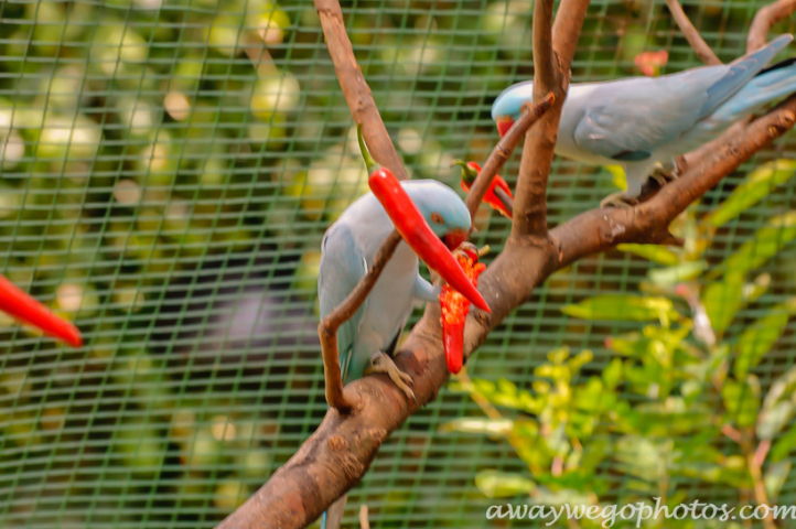 Malaysia birds park