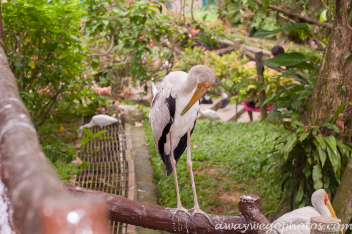 Malaysia birds park