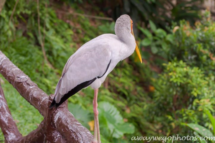 Malaysia birds park