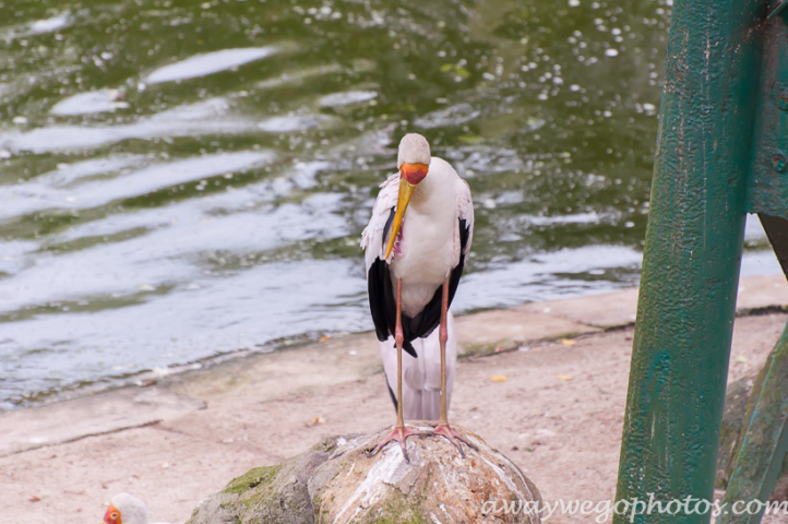 Malaysia birds park