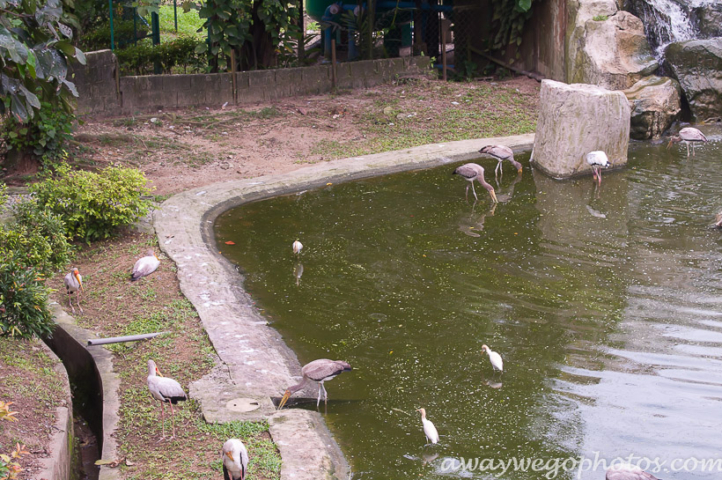 Malaysia birds park