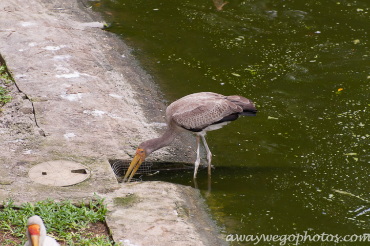 Malaysia birds park