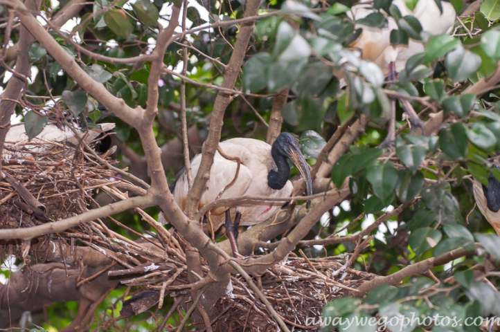 Malaysia birds park