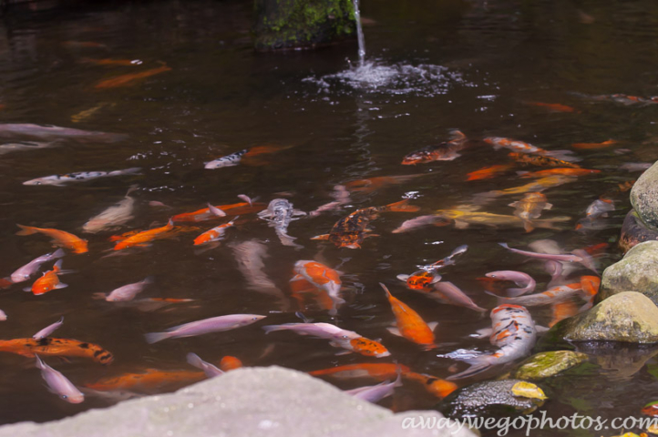 Malaysia birds park