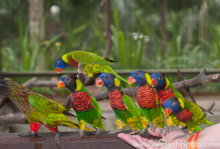 Malaysia birds park