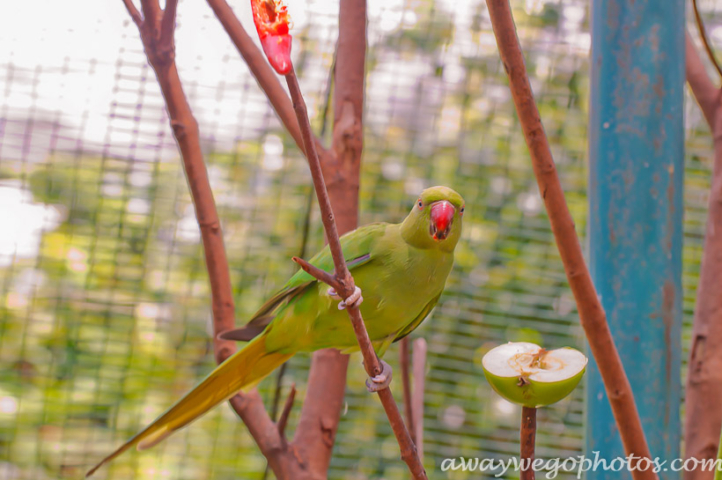 Malaysia birds park