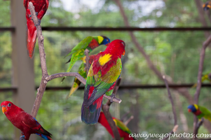 Malaysia birds park