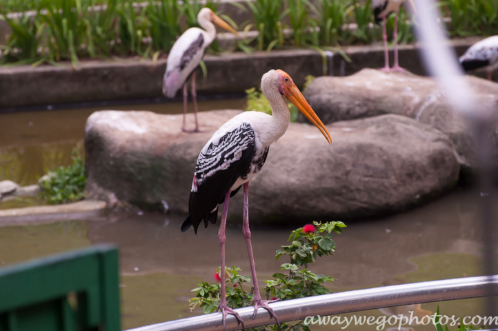 Malaysia birds park