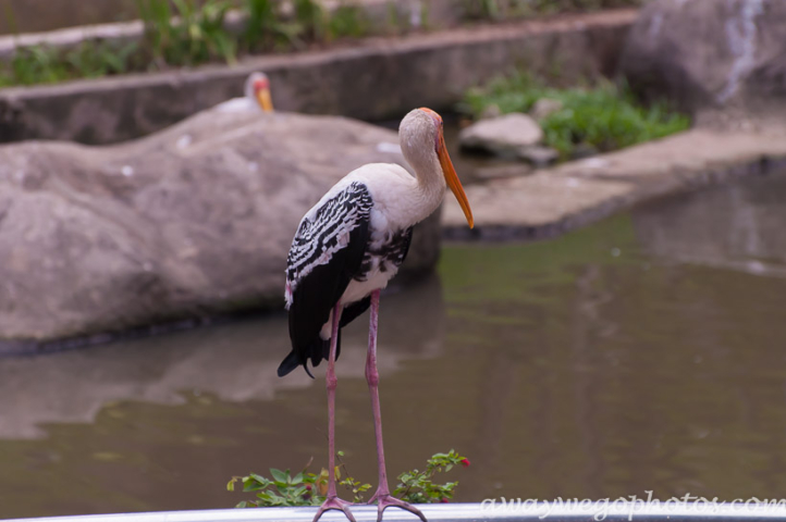 Malaysia birds park