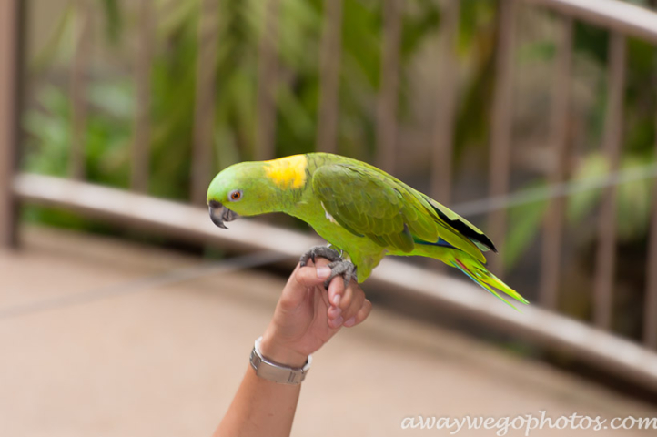 Malaysia birds park