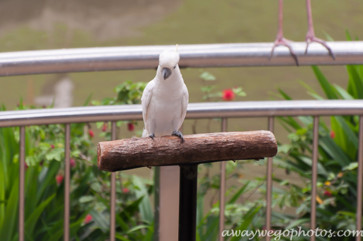 Malaysia birds park