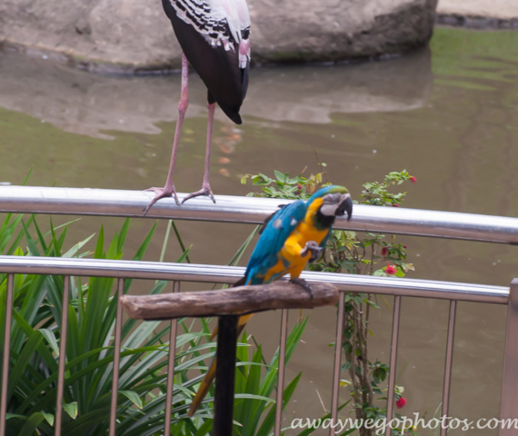 Malaysia birds park