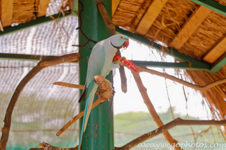 Malaysia birds park