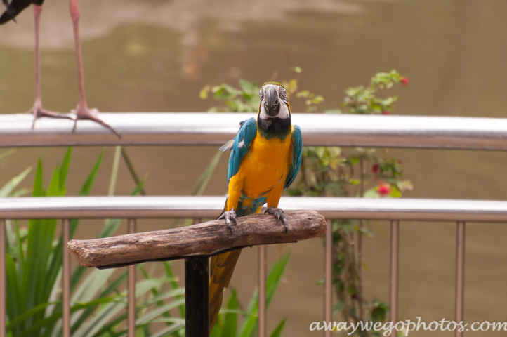 Malaysia birds park