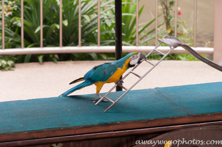 Malaysia birds park