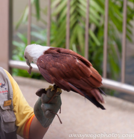 Malaysia birds park