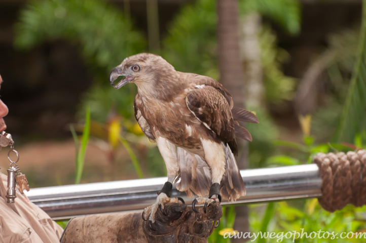 Malaysia birds park