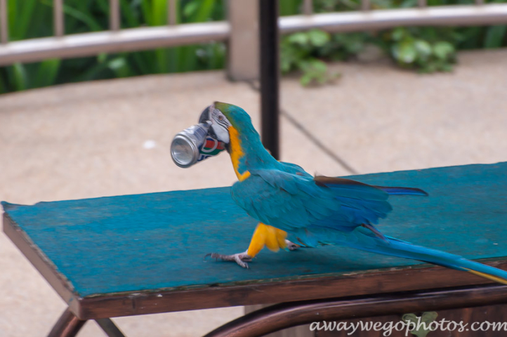 Malaysia birds park