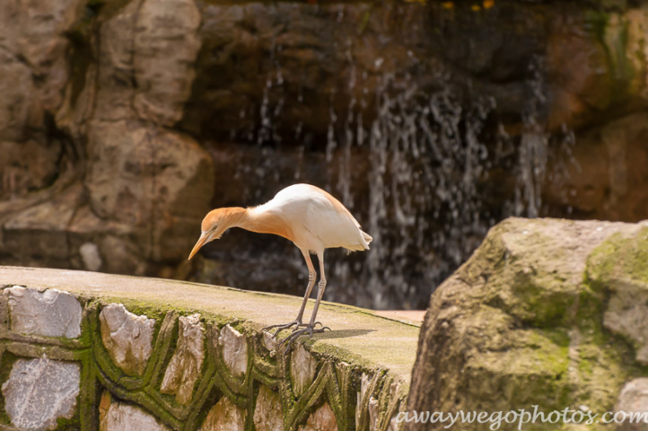 Malaysia birds park