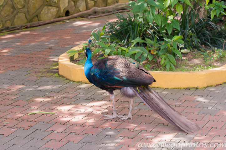 Malaysia birds park