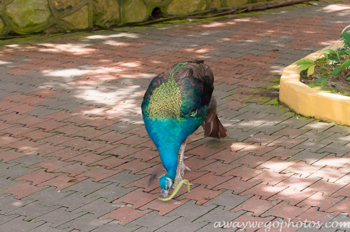 Malaysia birds park