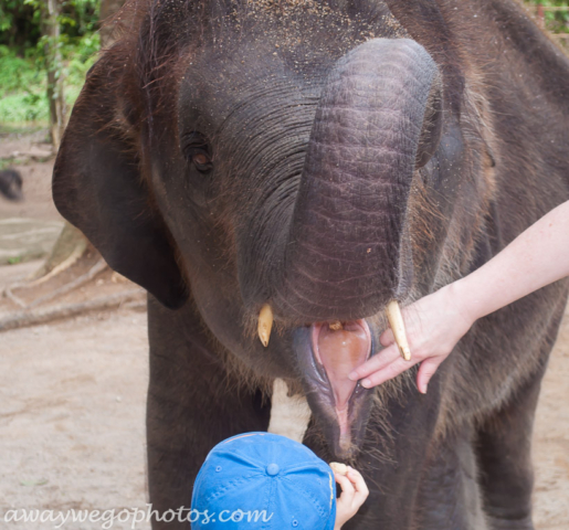 Malaysia elephant