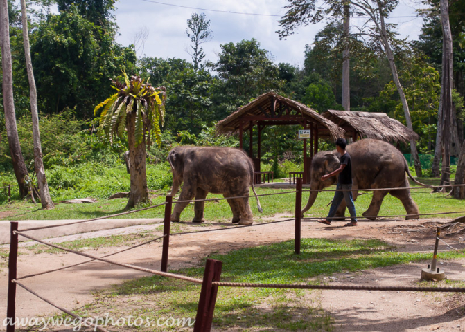 Malaysia elephant