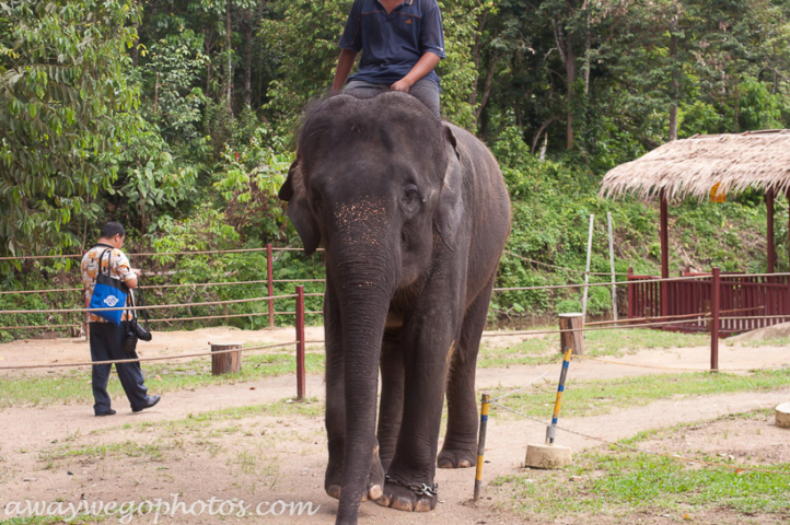 Malaysia elephant